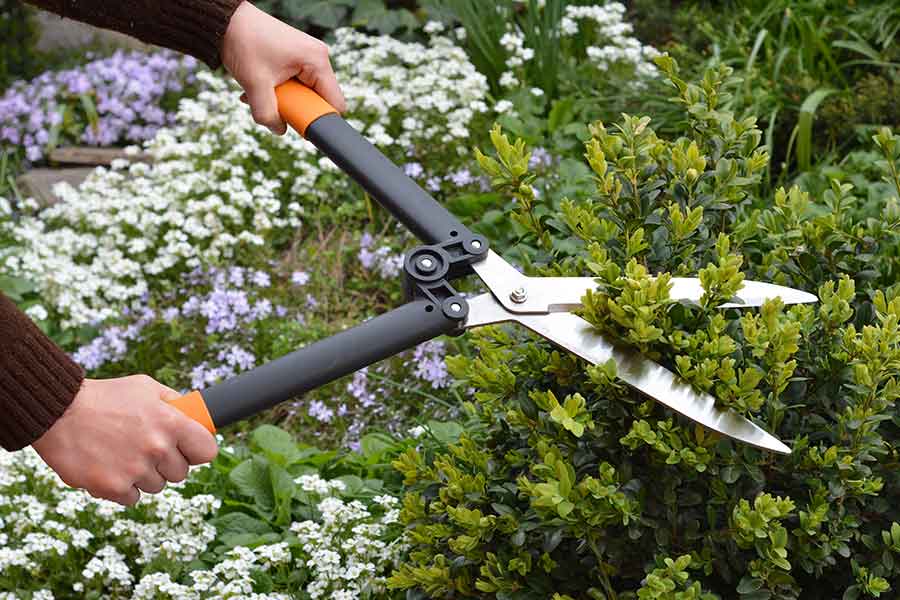 Cutting a hedge with quality hand shears
